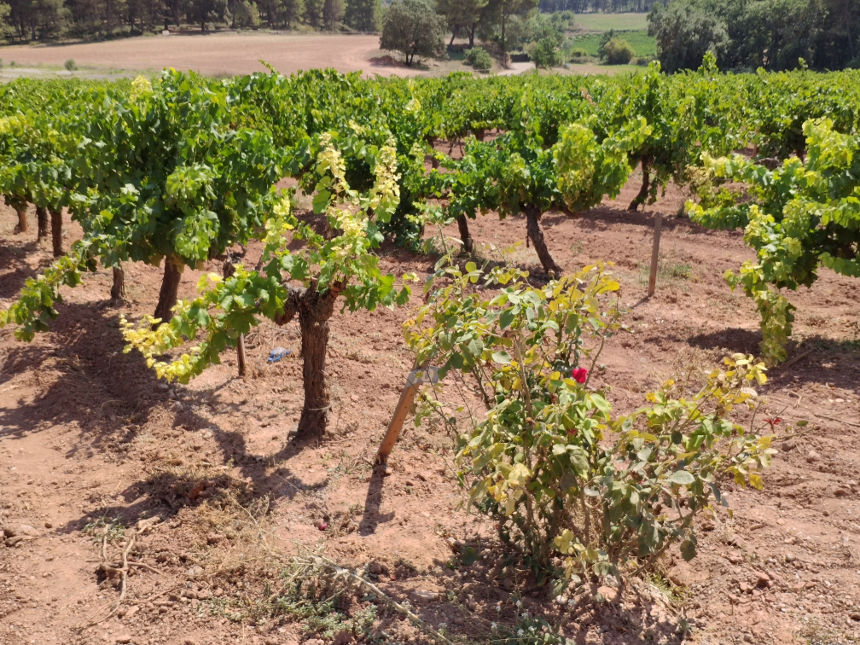 Rosers a l'inici de cada filera de ceps de la vinya